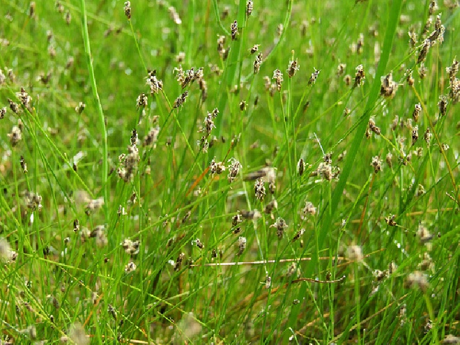 Eleocharis acicularis Naaldgras