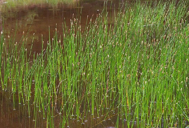 Eleocharis palustris Waterbies