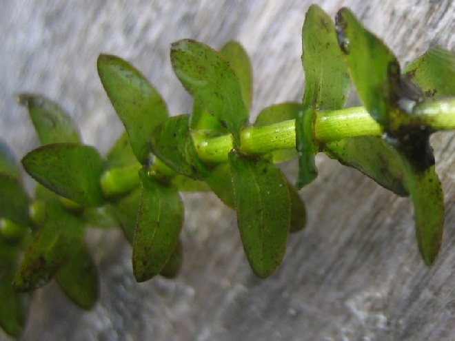 Elodea canadensis Brede Waterpest