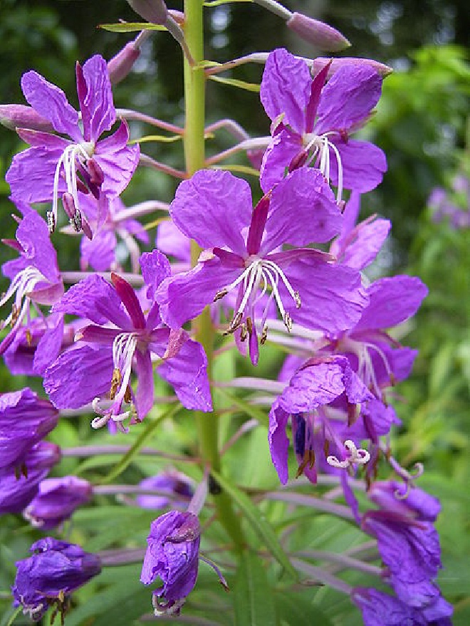 Epilobium angustifolium (syn. Chaemenerion angustifolia) Wilgenroosje