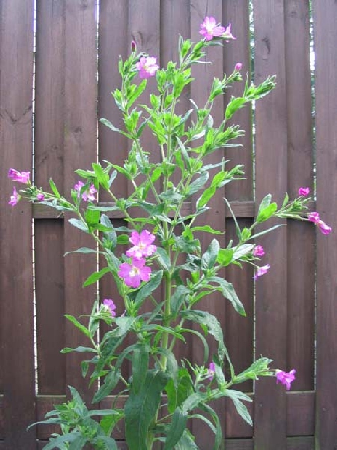 Epilobium hirsutum (syn. Chaemenerion hirsutum) Harig wilgenroosje