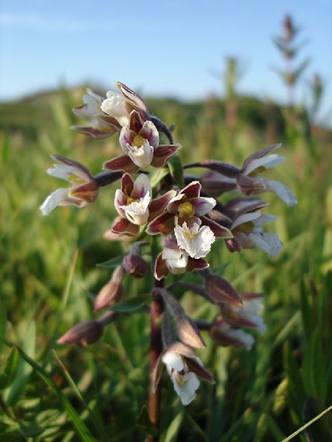 Epipactis palustris  Moeraswespenorchis