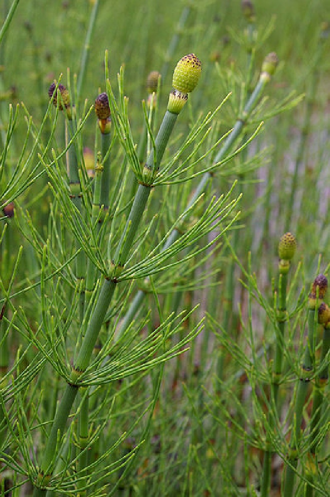 Equisetum fluviatile Holpijp