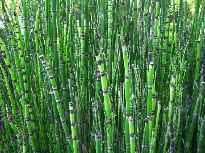 Equisetum 'Japonicum' Japanse holpijp