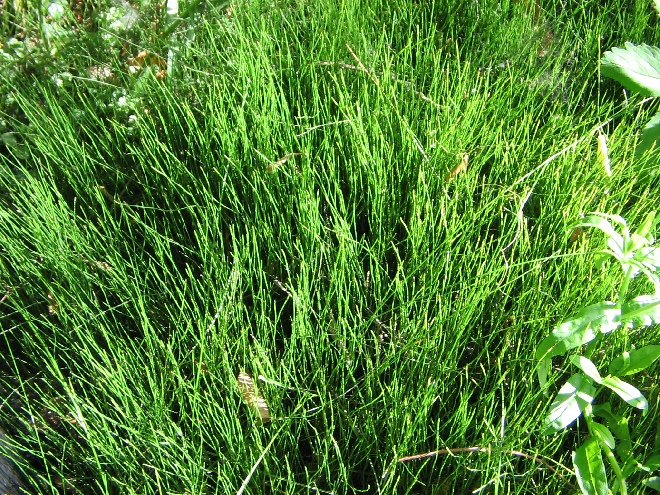 Equisetum scirpoides  Dwergholpijp