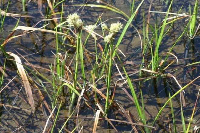 Eriophorum latifolium Breed wollegras