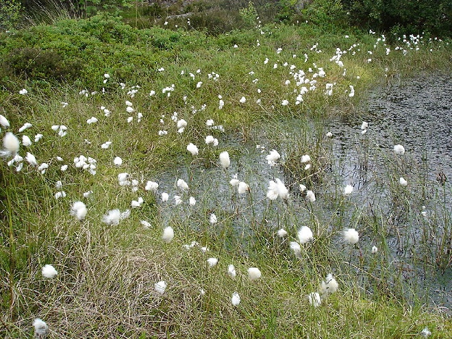 Eriophorum angustifolium veenpluis