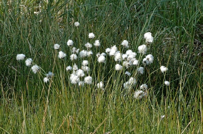 Eriophorum vaginatum Eenarig wollegras.