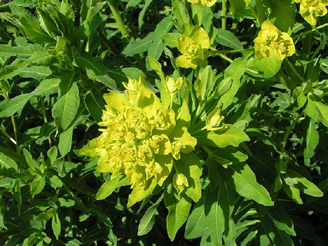 Euphorbia palustris moeraswolfsmelk