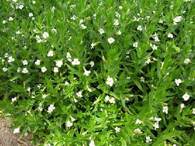 Gratiola officinalis genadekruid