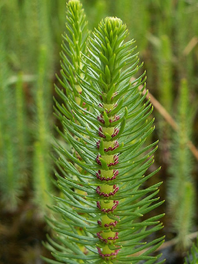 Hippuris vulgaris Lidsteng