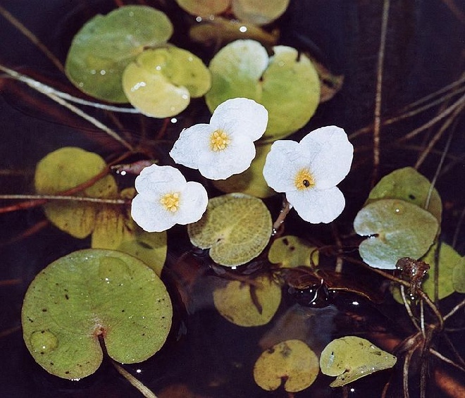 Hydrocharis morsus-ranae Kikkerbeet