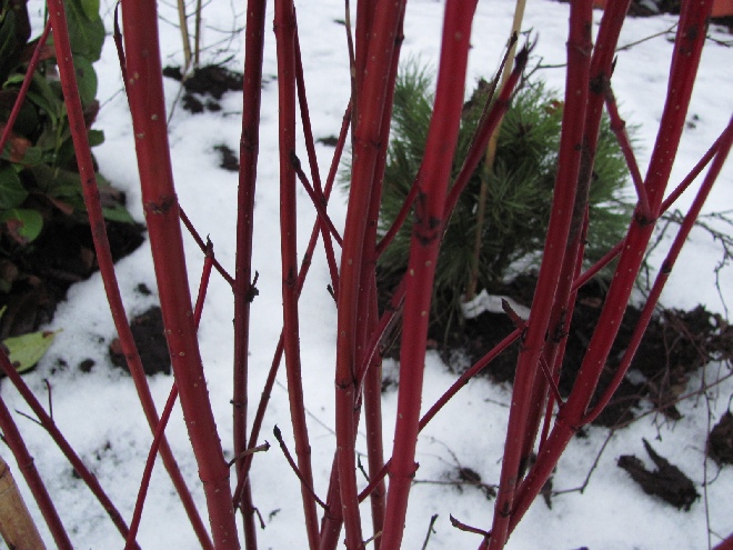Cornus alba 'Sibirica' Rode Kornoelje