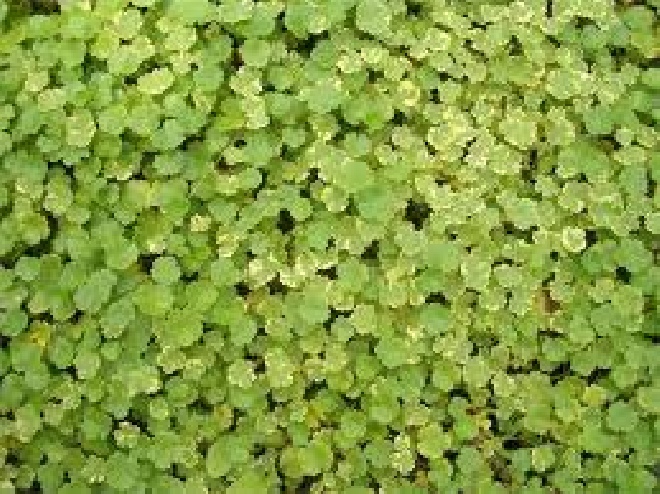 Hydrocotyle novae-zelandiae Waternavel