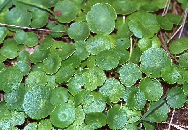 Hydrocotyle vulgaris Gewone Waternavel