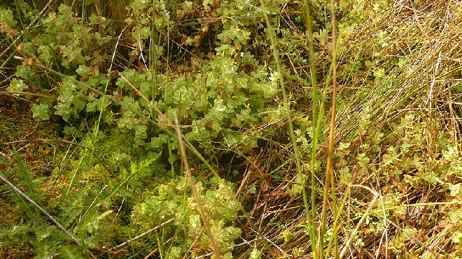Hypericum elodes Moerashertshooi