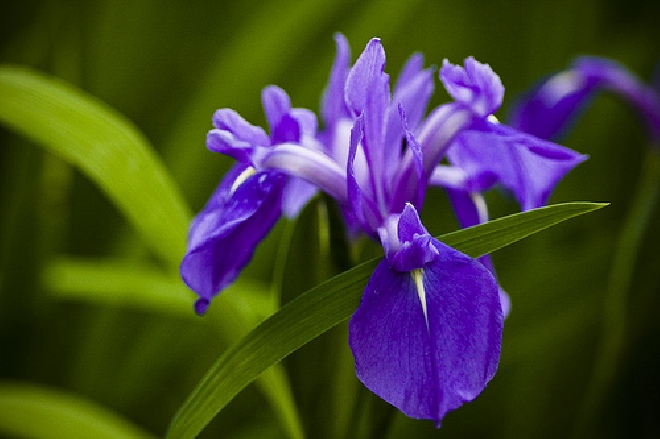 Iris laevigata Lis