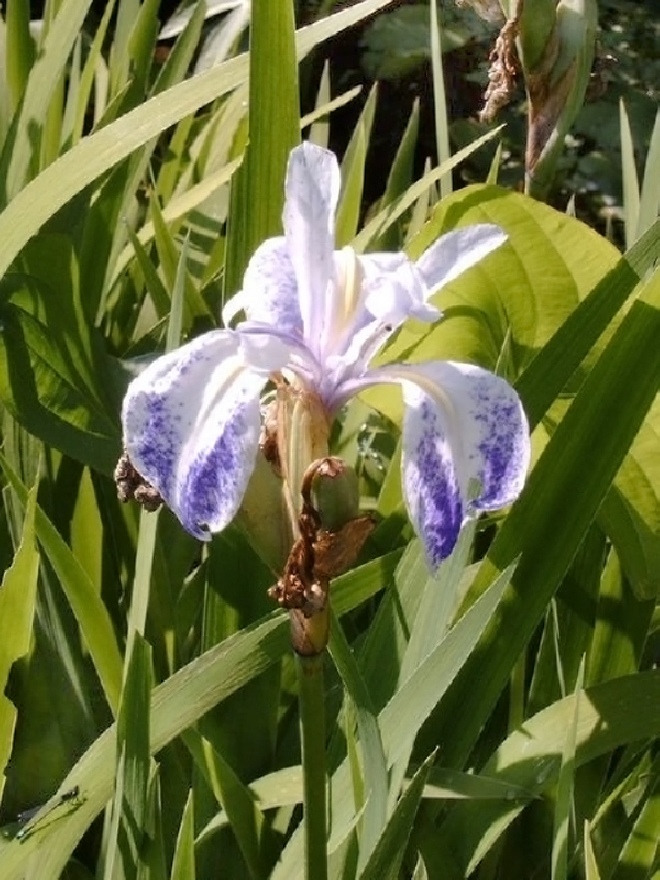 Iris laevigata 'Mottled Beauty' lis