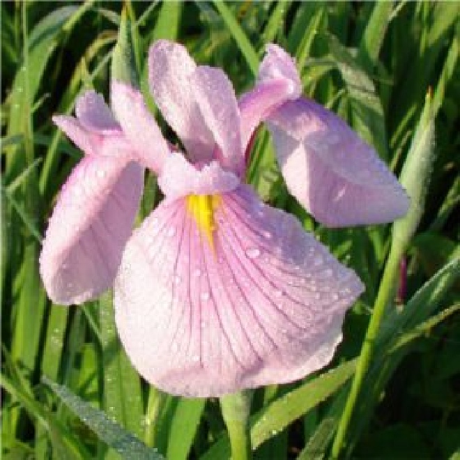 Iris laevigata 'Rose Queen' lis