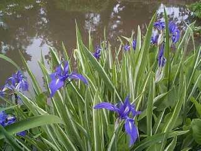 Iris laevigata 'Variegata' lis