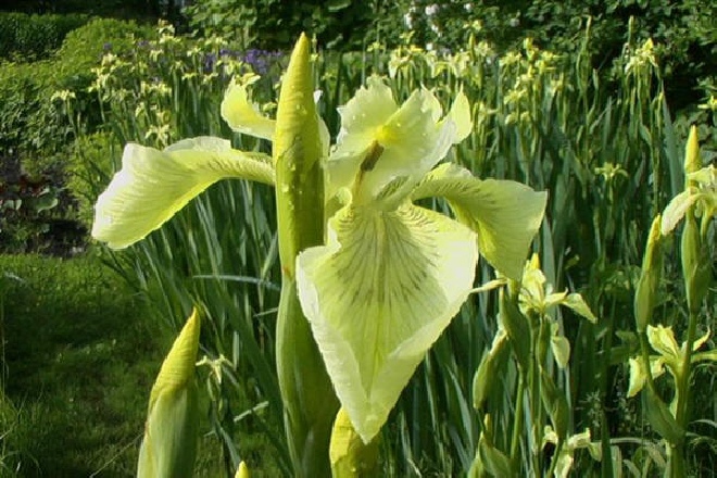 Iris pseudacorus 'Sulphur Queen' Lis