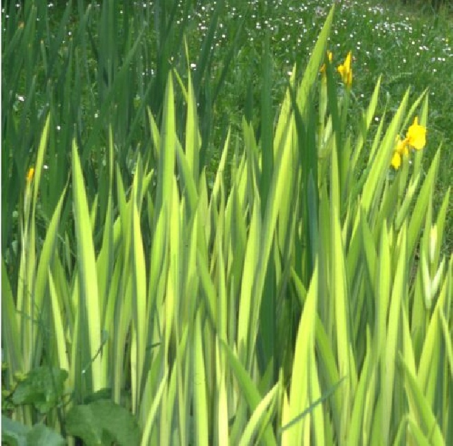Iris pseudacorus 'Variegata' Lis