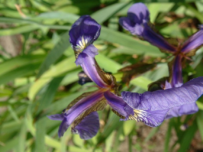 Iris setosa lis