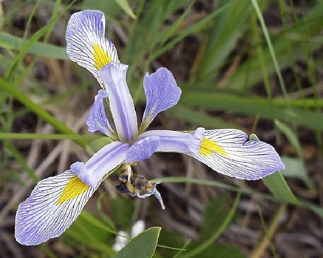 Iris versicolor amerikaanse blauwe iris