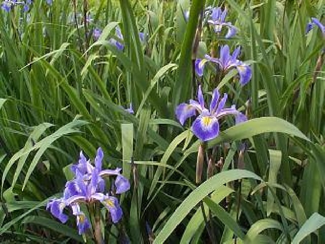 Iris 'Gerald Darby' lis