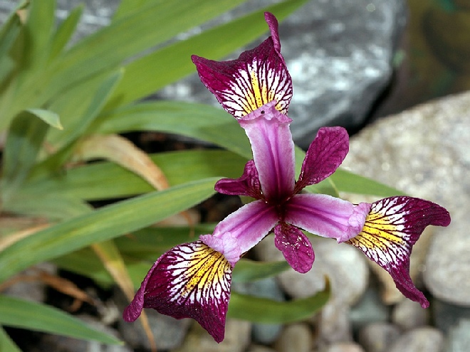 Iris versicolor 'Kermesina' amerikaanse lis