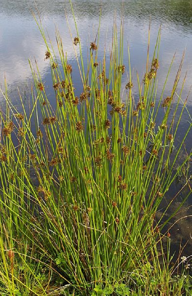 Juncus effusus Pitrus