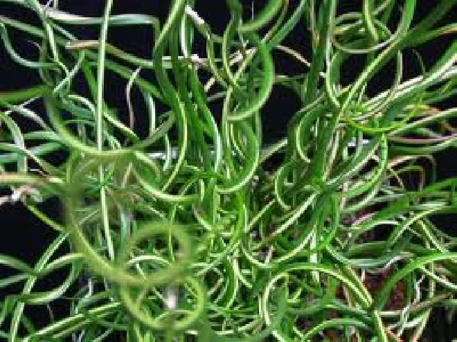 Juncus effusus 'Spiralis'  kurkentrekkersgras