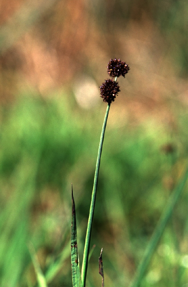 Juncus ensifolius dwergbies