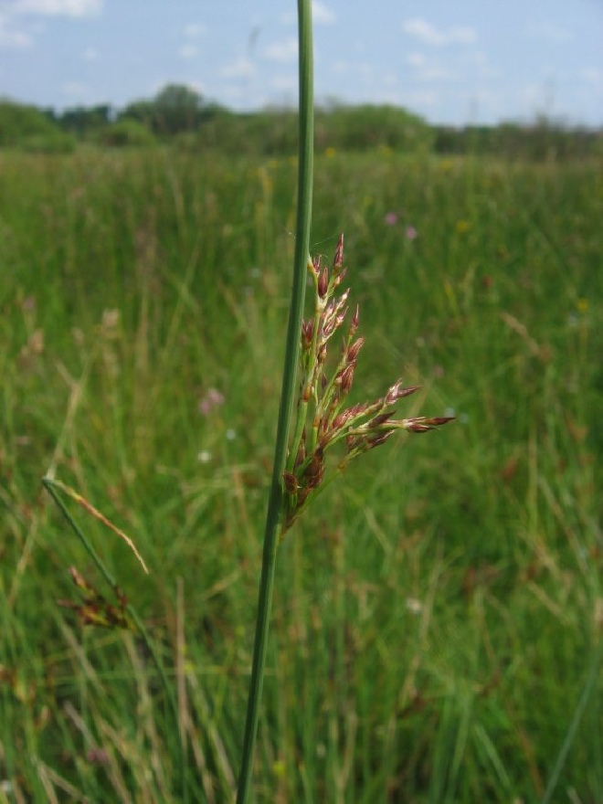 Juncus inflexus Zeegroene rus