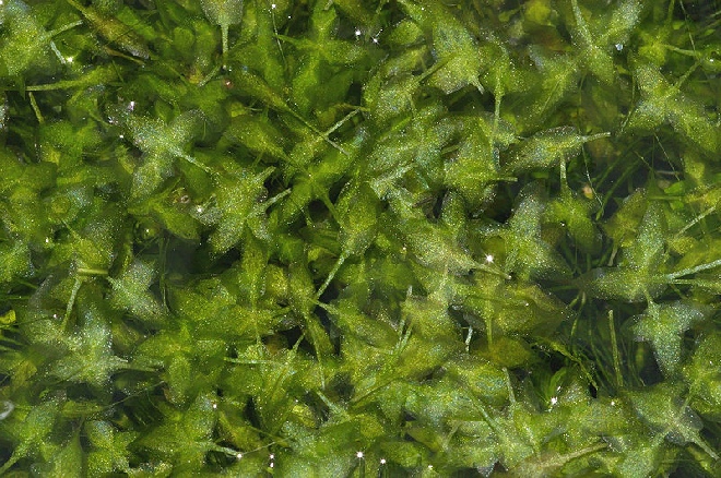 Lemna trisulca Puntkroos