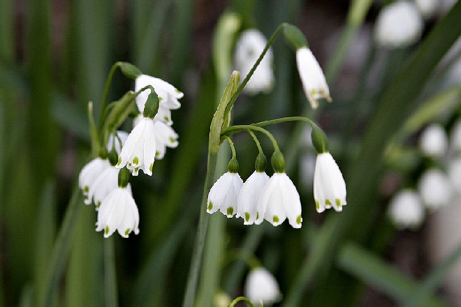 Leucojum aestivum zomerklokje