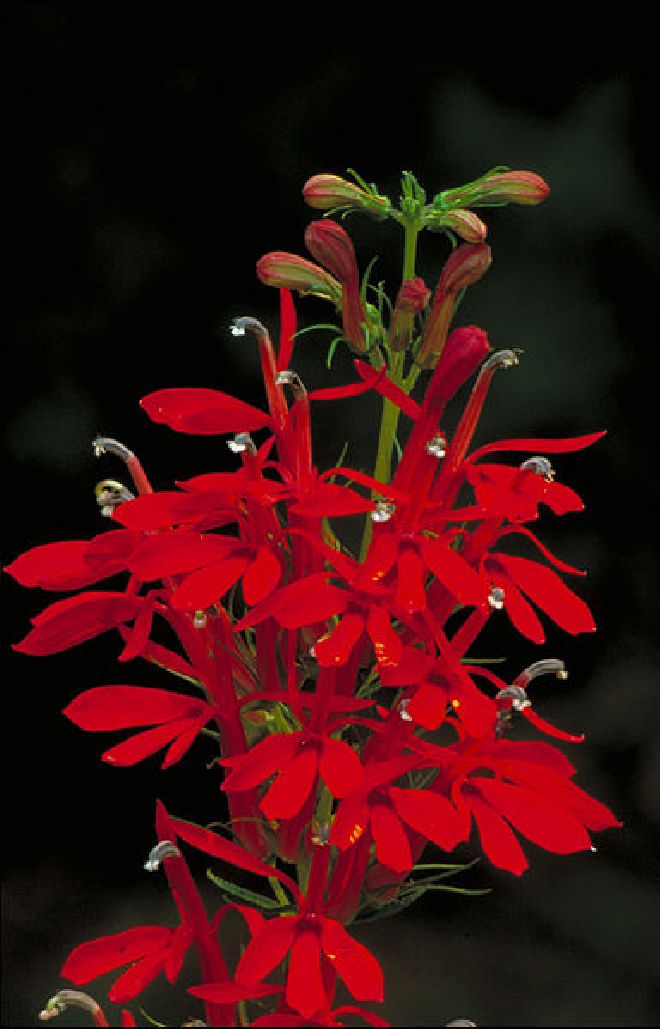 Lobelia cardinalis Waterlobelia