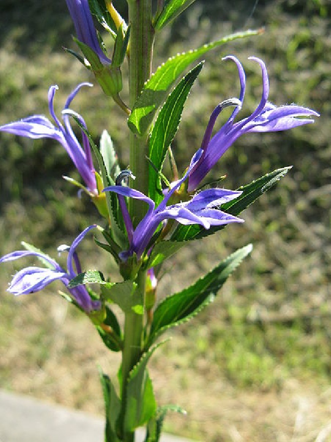 Lobelia sessilifolia Blauwe waterlobelia.