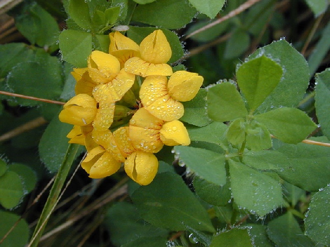 Lotus uliginosus Moerasrolklaver