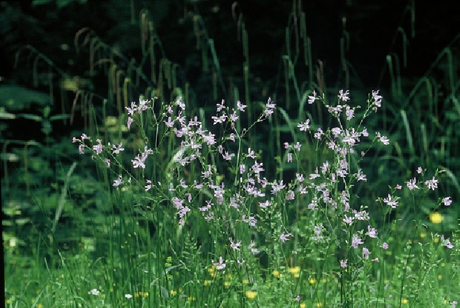 Lychnis flos-cuculi Koekoeksbloem
