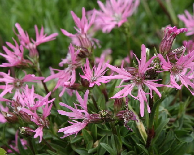 Lychnis flos-cuculi 'Nana' koekoeksbloem.