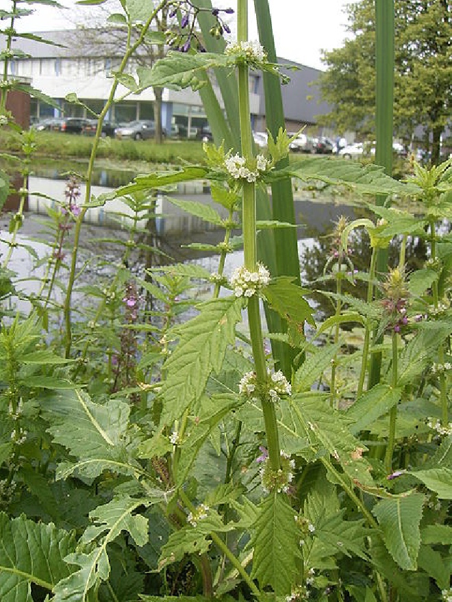 Lycopus europaeus wolfspoot