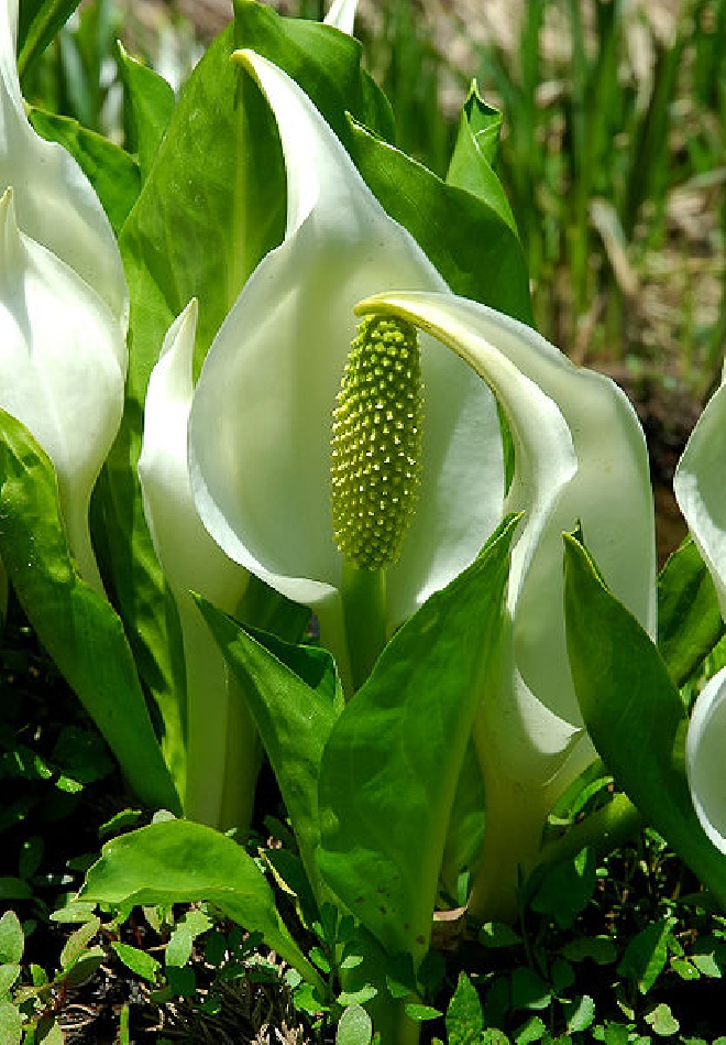 Lysichiton camtschatcensis moerasaronskelk