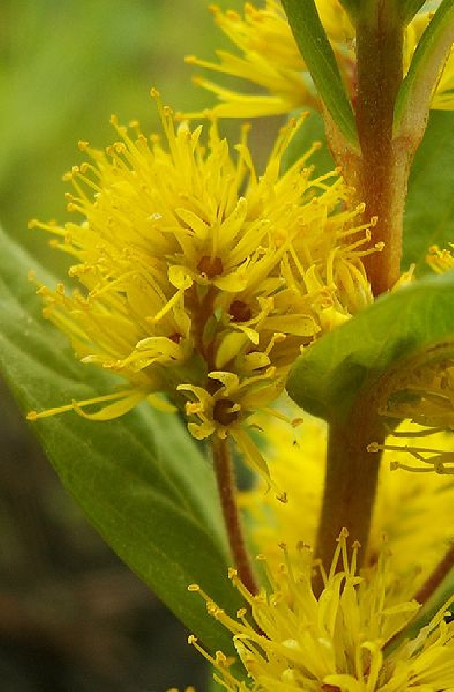 Lysimachia thyrsiflora  Moeraswederik