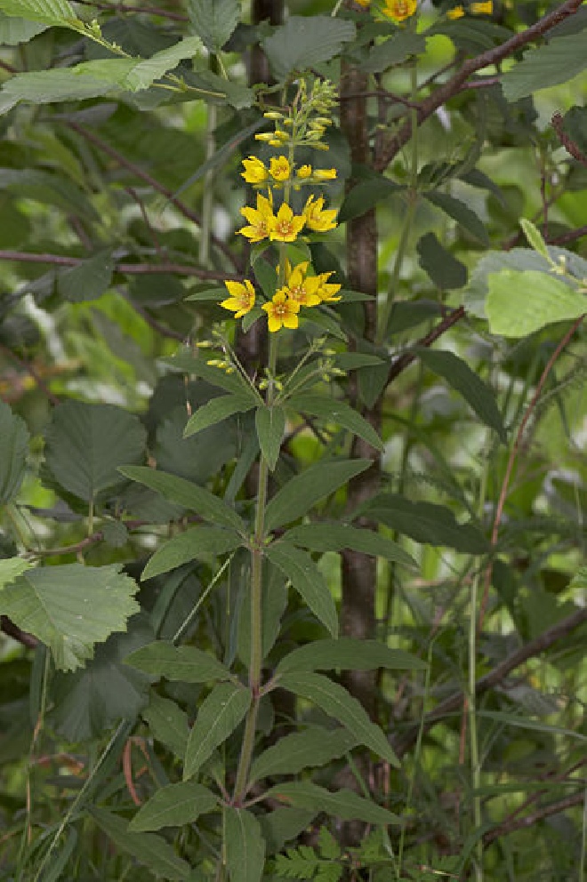 Lysimachia vulgaris Grote wederik