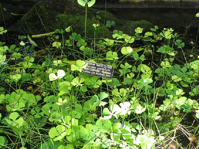 Marsilea quadrifolia Klaverbladvaren