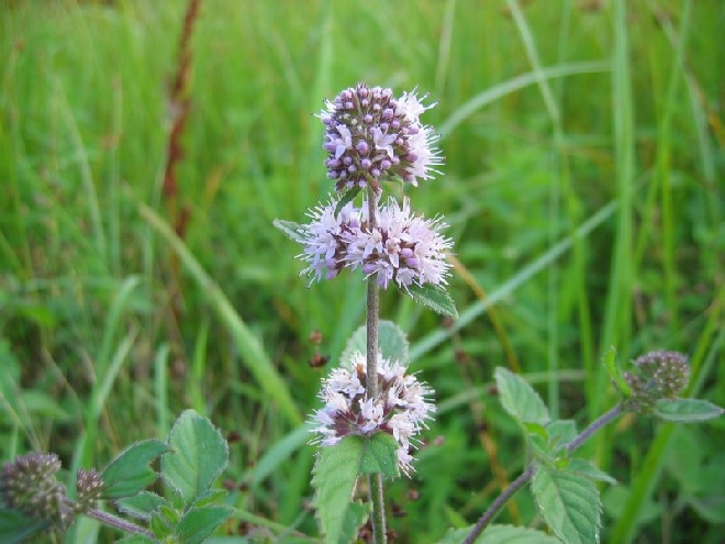 Mentha aquatica watermunt