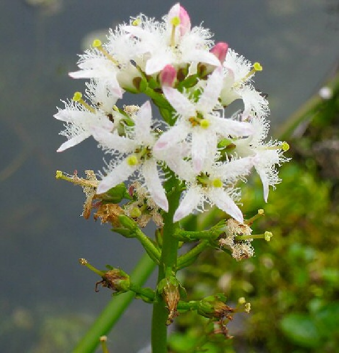 Menyanthes trifoliata Waterdrieblad