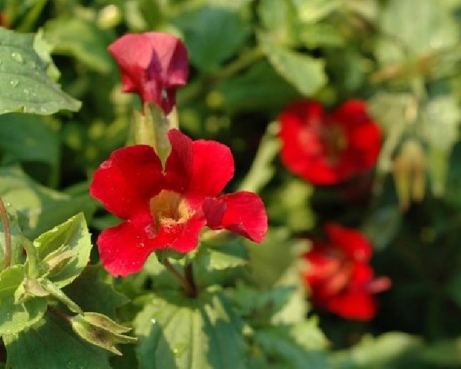 Mimulus cupreus 'Roter Kaiser' maskerbloem