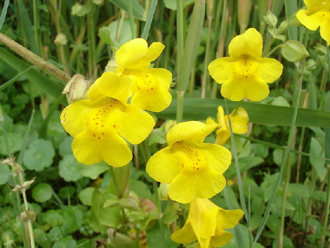 Mimulus guttatus gele maskerbloem